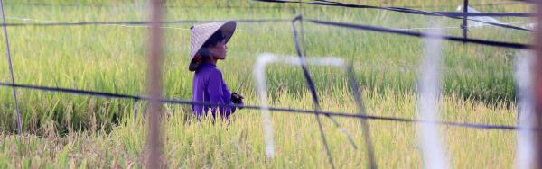 Balinese peasant woman working in a rice field © CIRAD, A. Rival